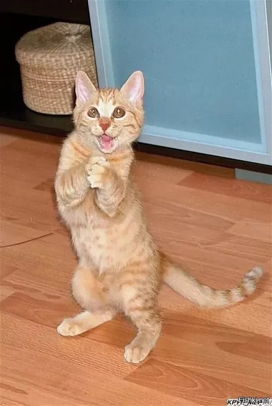 Фигушки, мы уже проснулись