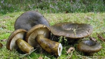 вот чернушки вам в ленту