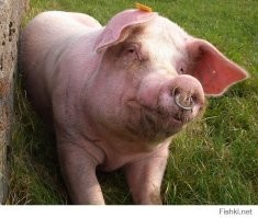 Кольцо в носу сразу ассоциируется с этим: