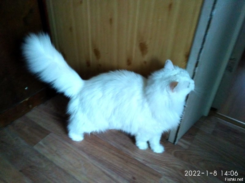 Мамина красавица