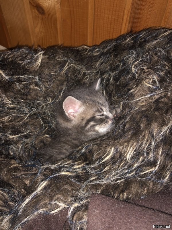 У самого такой. Это ему ещё неделя как подобрали. После порции молока из бутылочки спит. 
С женой специально покупали ему заменитель молока для котят. И выкармливали. Слабенький был. А первые дни в тепле отсыпался. На третий день жрать запищал. Лапки как спички голова и желудок. Сейчас грозный хищник. И самЭц. Пока ещё самЭц.