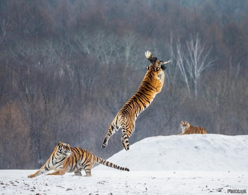 Солянка от 09.01.2022