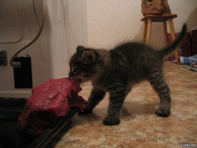 Это Они с виду такие милые..