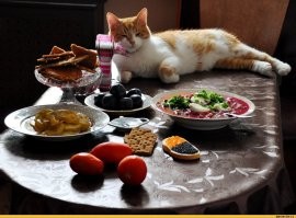 Животные, которые не имеют представления  о том, что такое личное пространство