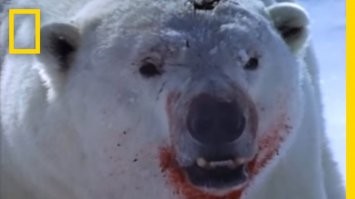 Обед состоялся, мясо само пришло, но почему оно сгущенку и конфет не принесло))))