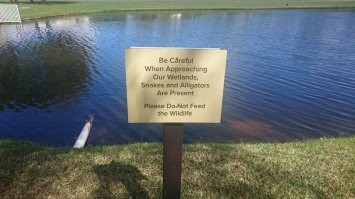 Еще в США почти в каждом городе есть такие мини-дисней парки. Там как правило сплошные магазины с сувенирами а развлечений как таковых с гулькин нос, но вход бесплатный. В одном таком во Флориде как мы зашли и с детьми ну чисто скоротать время. Пока там дети ходили смотреть магазин сувениров  по фильму "Братья блюз", я разболтался с охранником. Который мне поведал, что буквально неделю назад на территории их парка аллигатор вылез из воды и утащил 7-ми летнюю девочку. Ни его ни девочку не нашли. Да, там есть вывеска у воды, и даже заборчик высотой 50 см, что типа не ходите дети в Африку гулять. Но как бы мы собрались и уехали..