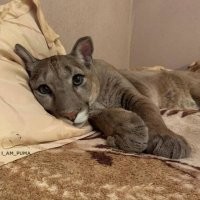 Лучший кот!