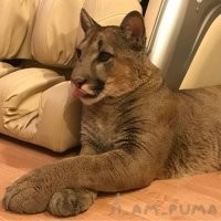 Лучший кот!