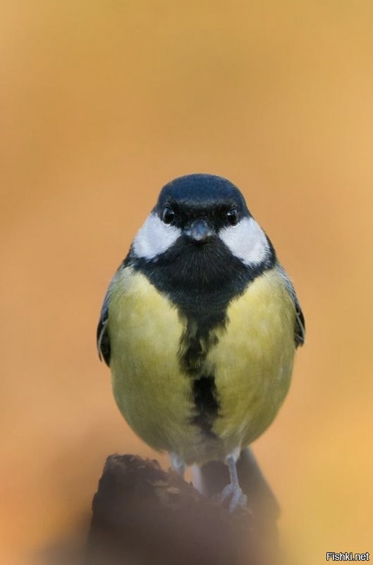 Солянка от 10.01.2022