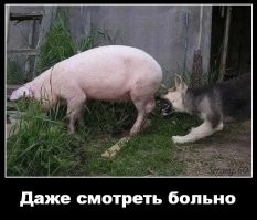 2019- год свиньи.