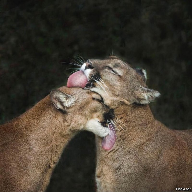 Солянка от 10.01.2022