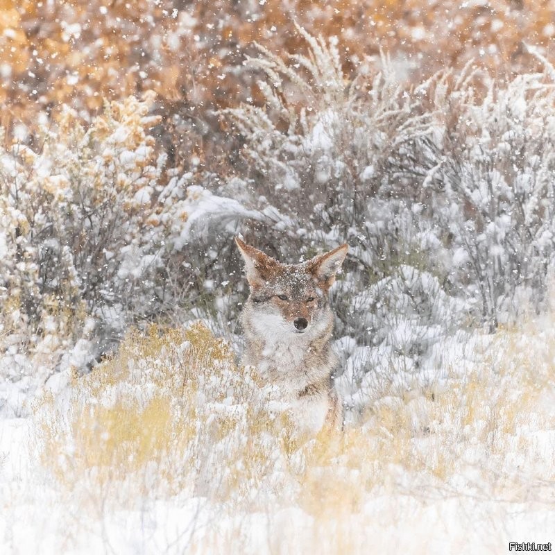 Ага, резвитесь, пока можете...