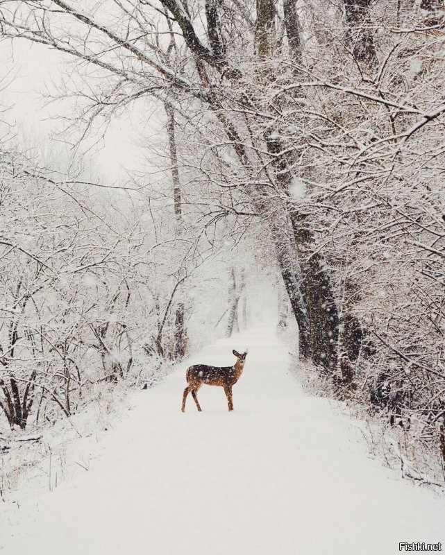 Солянка от 10.01.2022