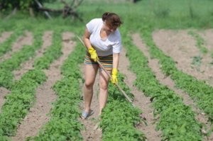 пару грядок прошёл и тоже пот ручьём :)