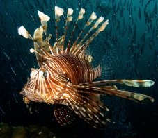 вот этих бы лучше ловили...