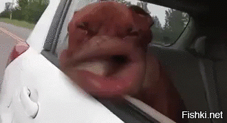 Солянка от 10.01.2022