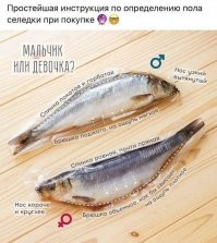 Смешные и познавательные картинки