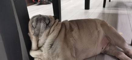 Мне так удобно: 20 собак, которые заснули в смешных позах