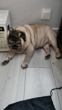 Мне так удобно: 20 собак, которые заснули в смешных позах