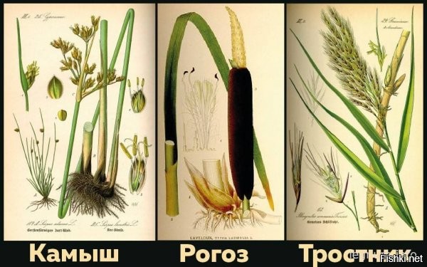Солянка от 11.01.2022