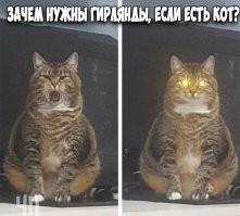 Всё время интересовал вопрос: куда котам вставляют лампочки, чтоб свет из глаз шёл?