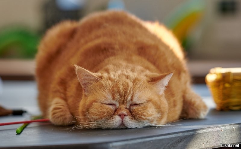 Солянка от 12.01.2022