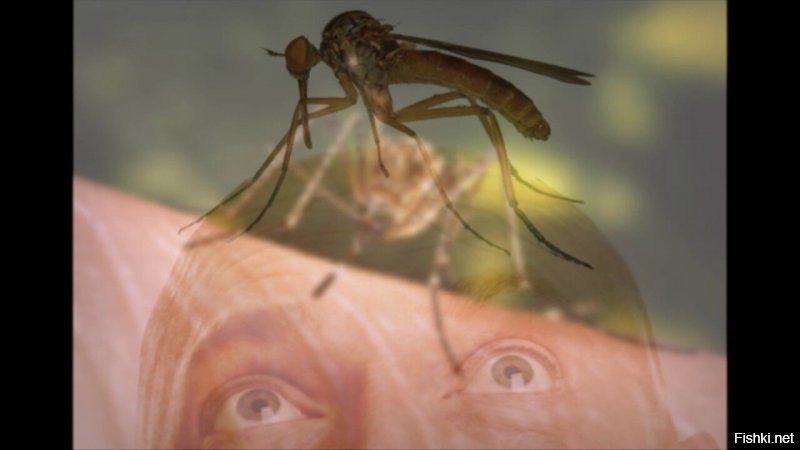По комарам и мухам скучаю, живы ли сердешные?