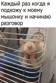 все бы ничего, но это крыса...