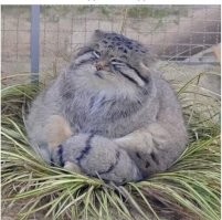 Такие летучки кормящие червячками и насекомыми?  – Не, не видел!