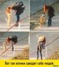 Ласковый кот нашел себе нового друга