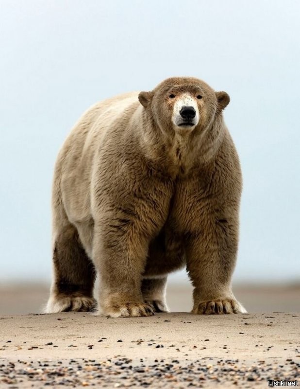 Солянка от 13.01.2022