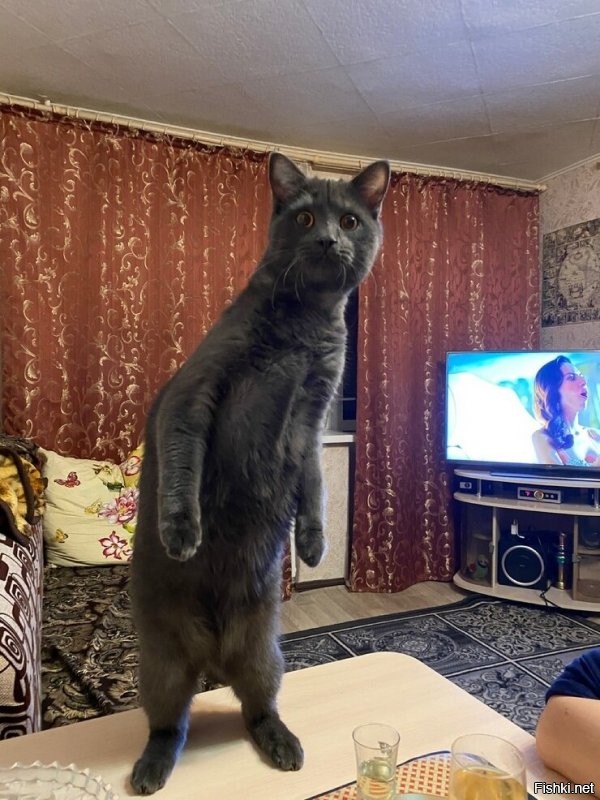 Солянка от 13.01.2022