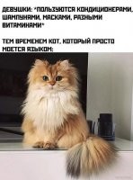 Технически, на фото кошка))