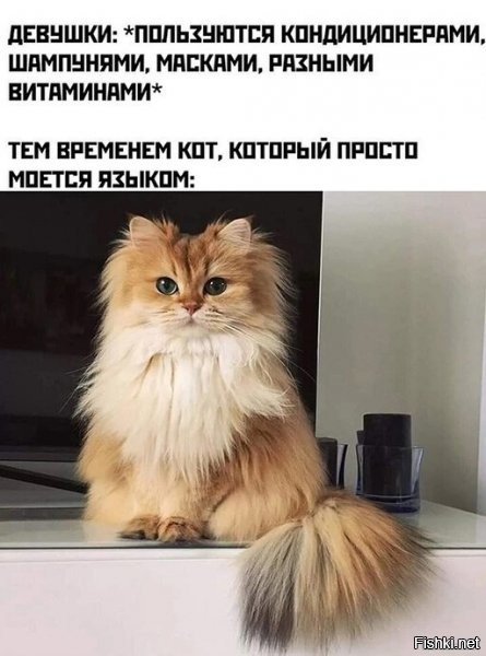 Технически, на фото кошка))