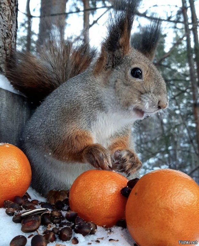Солянка от 12.01.2022