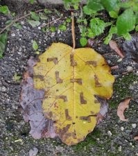 По моему, на него просто кто-то наступил...