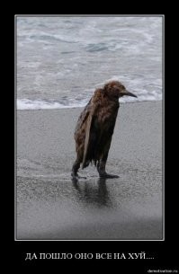 "Давайте поставим точку раз и навсегда": Кадыров дал три дня ингушам на предъявление ему претензий