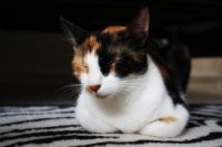 Не обязательно.

У котов да, цвет сцеплен с полом, и трёхцветными бывают только кошки (за очень редким исключением).
Но, под "трёхцветностью" имеется именно такой окрас, когда цвета сильно отличаются друг от друга: 


Он практически однозначно свидетельствует о том, что перед нами - кошка.

Незначительные же переходы цвета и оттенки могут быть как у кошек, так и у котов.