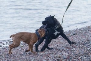 К сожалению это скорее всего не исправить. У меня две собаки одной пароды, большие. Кобель 50кг 4 года,  щенок 30кг 5 месяцев. 
Так вот что я вам скажу. У моего кобеля соперников в нашем городе не совсем, но он со щенка ни разу нас не укусил в играх! Всегда только губами мацает, так прикольно он это делает толкает и жамкает одними губами. А вот щенок, та нет. Она играет по другому. Хотя и не вкладывается на полную, но прихватывает зубами нормально.
Так что это характер собаки с этим надо мириться.