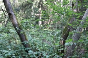 Неправда что мох растёт на северной стороне дерева. 
Мох на деревьях растет с северной стороны возможно в средней полосе России, где в основном лиственные леса, деревья растут далеко друг от друга, а дожди приходят, как правило, с севера.

В Карелии в труднопроходимых густых хвойных лесах мох растет повсюду. Свою роль в этом играет особенность климата - высокая влажность, которая в отдельные дни может достигать 90 %. Господствующие ветра с дождями не с севера, а с востока.