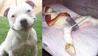 Дразнил собаку и был наказан