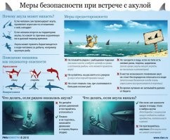 Гибель крейсера "Индианаполис": как акулы убили более сотни американских моряков