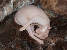 Как выглядят котята сфинкса