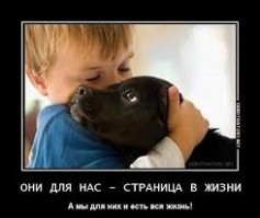 Верный кот два месяца не уходит с могилы хозяина