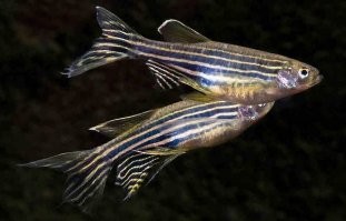 Хотя б картинку повесил...
Данио рерио