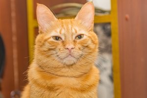 В подвале кошка окотилась. Мы с братом пили пиво. Брат вышел на балкон покурить и говорит: смотри кошка вывела котят погулять, возьми себе одного, все рыжие, денежные)))
Я взял) одного, прижался как родной)) проглистогонили, вшей вывели, 6й год уже с нами))
По пьяни жалею, что не всех забрал. Какая то су.ка отравила и мать и котят, через неделю. И вот уже года 4 у нас в подвале кошек нет.
Имя дали самое редкое, Вася)))