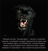 Совершенно неверно. 
1. Пять видов + вымершие, а не четыре. Лат. Panthera, 
- ирбис (лат. Panthera uncia),
- тигр (лат. Panthera tigris), 
- лев (лат. Panthera leo), 
- леопард (лат. Panthera pardus)
- ягуар (лат. Panthera onca)

2. Чёрная пантера существует - тёмноокрашенные особи из рода пантер, представляющих собой генетический вариант окраски   проявление меланизма. Чёрная пантера не является самостоятельным видом, это леопард (азиатский, африканский) или ягуар.

3. В русском языке под пантерой понимается только пункт 2. То есть в русском языке пантера всегда чёрного цвета