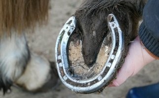 Зачем подковывают лошадей ?