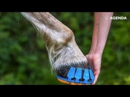 Современные подковы крепятся без гвоздей; или клеем или, примерно, как лыжные крепления. А сами подковы или полимерно-металлические или полимерные.