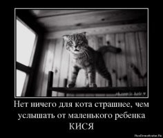 Смелый кот.
